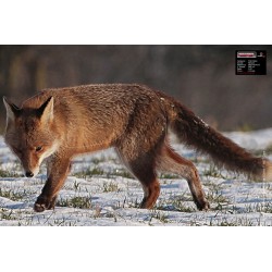 SMALL GAME 40X60 FOX Target